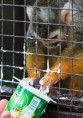 /album/zoo/reklam-a-danon-nak-jpg/